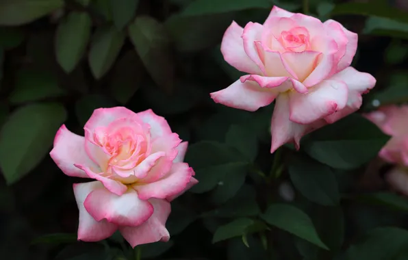 Leaves, flowers, roses, garden, pink, Duo