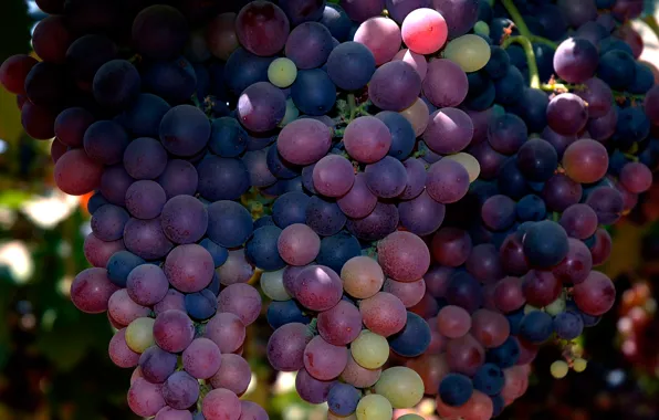 Picture macro, grapes, bunch