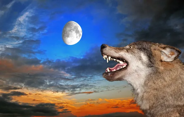Picture the sky, the moon, wolf, mouth, fangs, grin