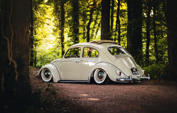 Volkswagen, wheels, sunshine, forest, road, trees, rear, Beetle