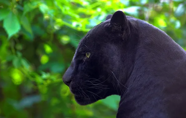 Predator, Panther, Jaguar, profile