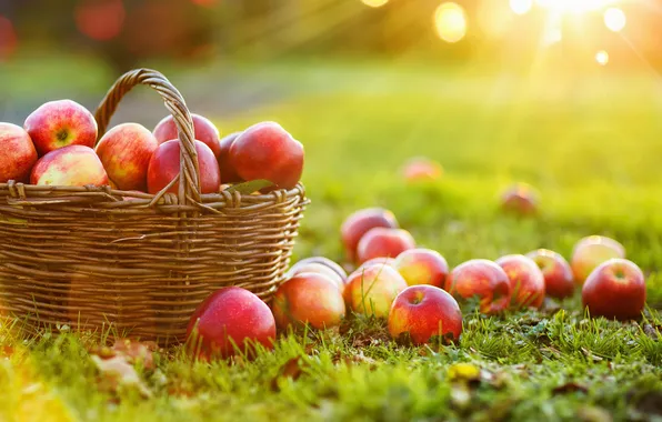 Picture apple, autumn, color, apples, branch, basket, closeup, agriculture