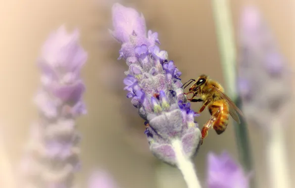 Picture flowers, bee, blur, lavender