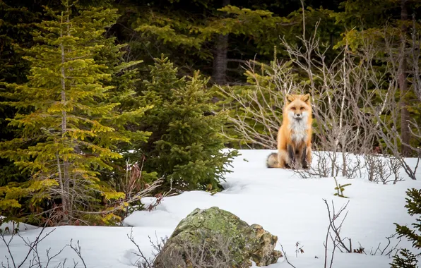 Picture fox, winter, snow