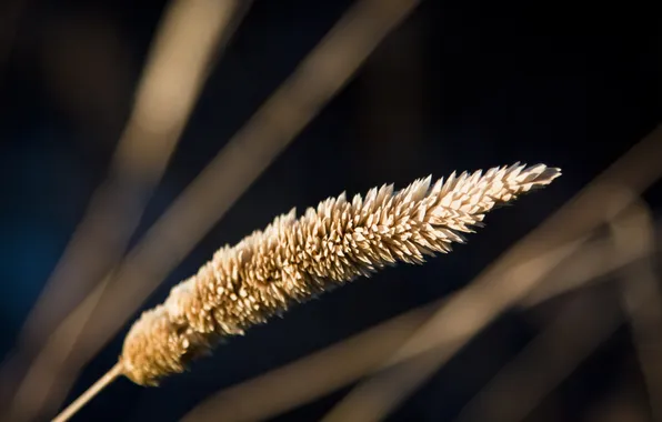 Picture macro, stem, reed