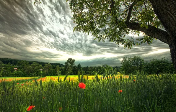 Field, the sky, clouds, trees, nature, grey, Maki, spikelets