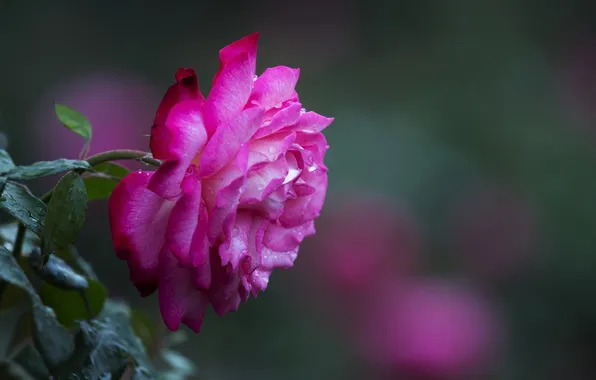 Picture flower, macro, Rosa, rose, bokeh