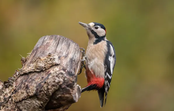 Picture bird, stump, woodpecker, bokeh