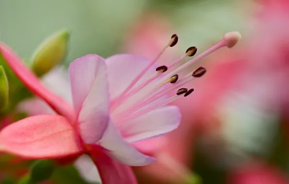 Flower, background, pink, petals, stamens