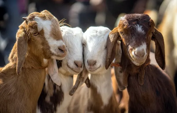 Picture baby, Four, goats