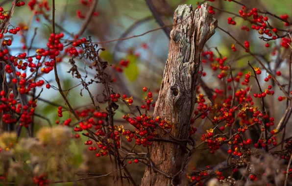 Autumn, leaves, trees, branches, red, berries, posts, fruit