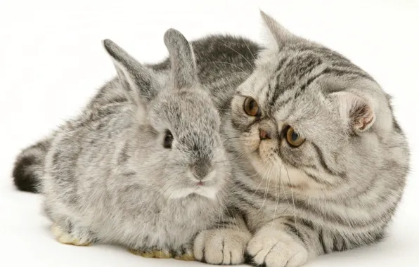 Picture grey, rabbit, kitty