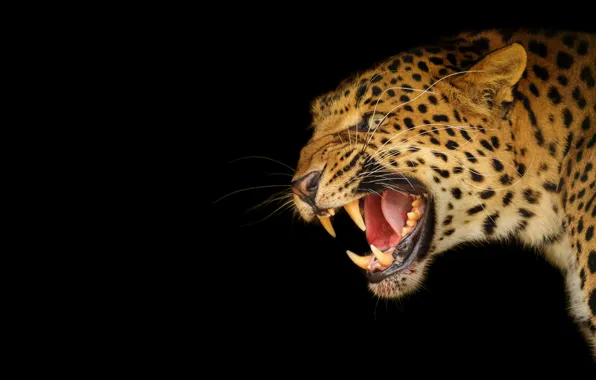 Look, face, portrait, mouth, leopard, fangs, grin, black background