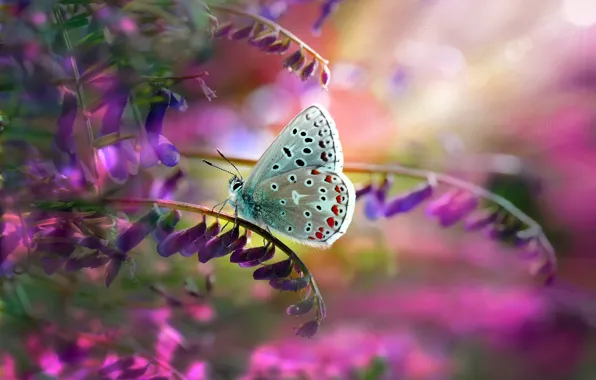 Leaves, macro, nature, stems, butterfly, flowers, Mustafa Öztürk