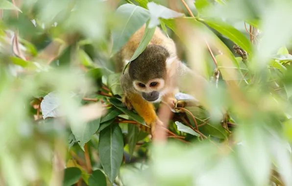 Picture leaves, branches, blur, monkey, monkeys, squirrel monkeys