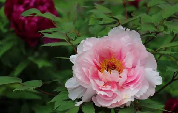 Pink, lush, peony