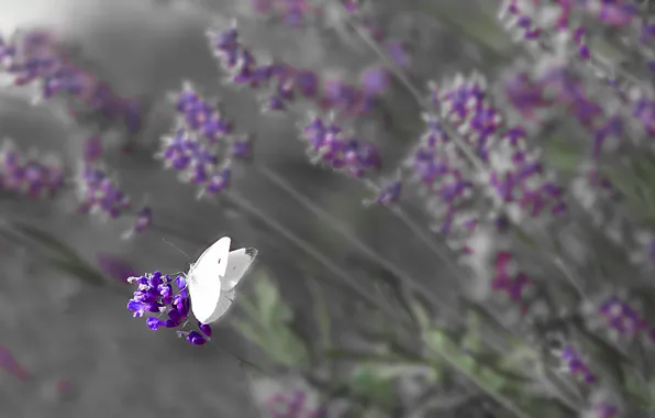 Picture field, flowers, butterfly, wings, meadow, insect