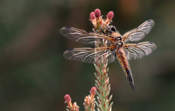 Picture wings, dragonfly, insect