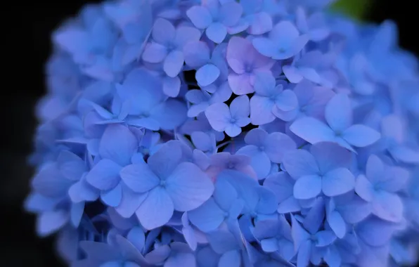 Macro, flowers, the dark background, blur, blue, flowering, blur, blue