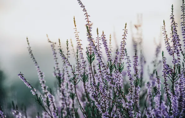 Picture nature, lilac, plant, Flowers, blur, field