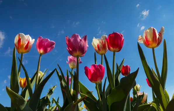 The sky, flowers, tulips