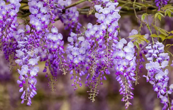 Flowers, close-up, branches, nature, background, color, beauty, spring