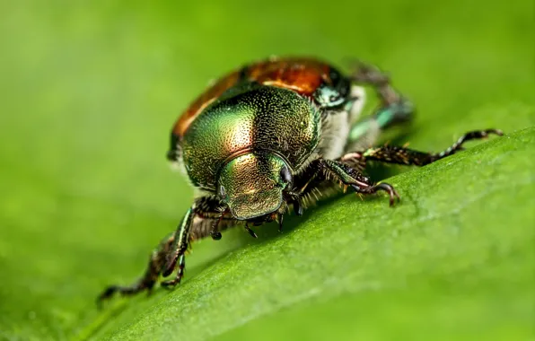 Macro, leaf, beetle, green background, brilliant
