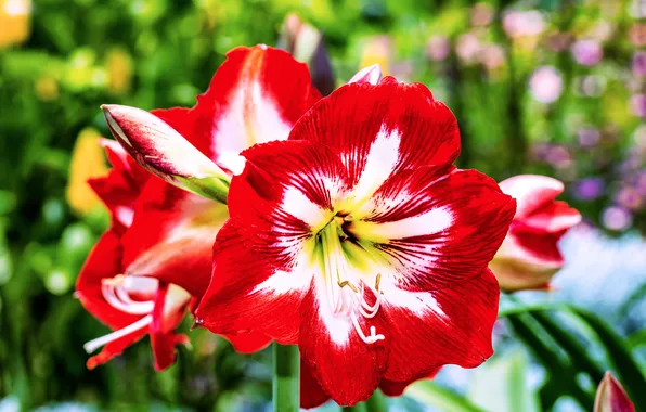 Picture white, bright, flowering, red, Amaryllis
