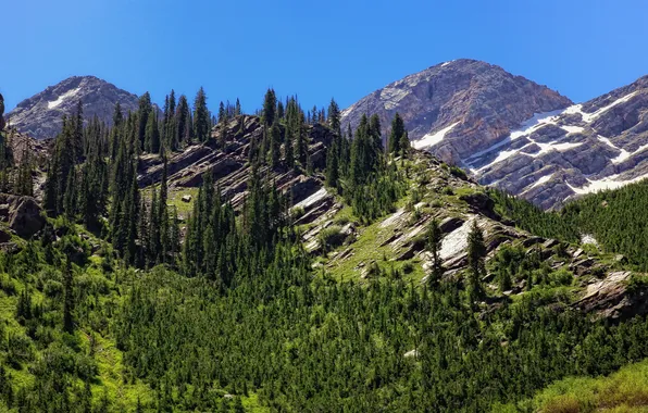 Forest, summer, mountains