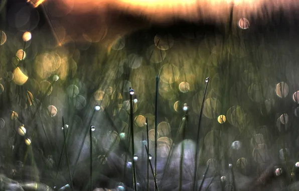 Picture grass, drops, sunset, Rosa, Blik