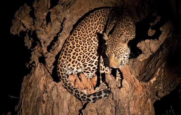 Night, tree, leopard