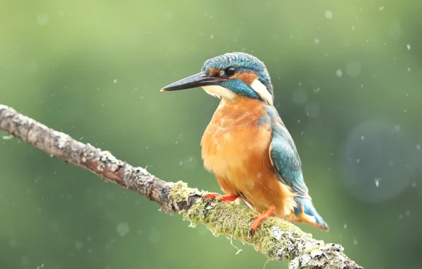 The rain, look, drops, squirt, pose, background, bird, moss