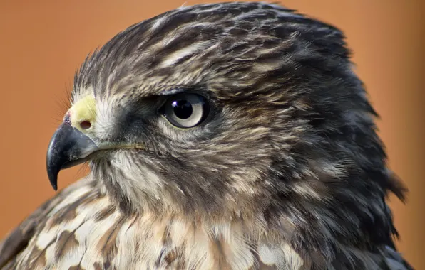 Bird, hawk, by Nushaa