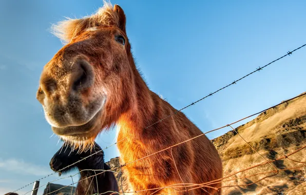 The sky, the fence, Icelandic Horse