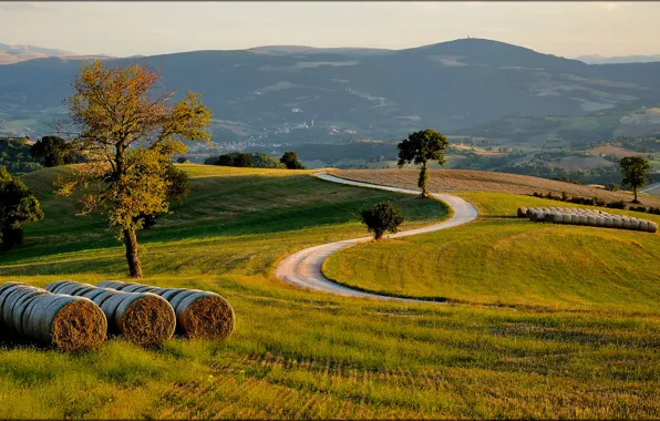 Picture road, field, trees, hills, Italia