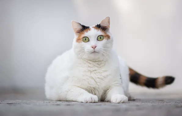 Cat, cat, look, pose, tail, lies, face, light background