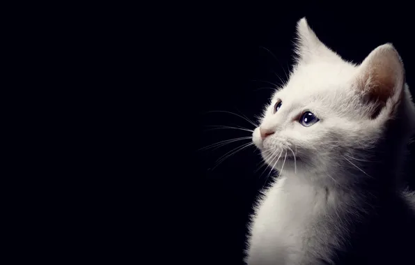 Cat, white, look, light, pose, kitty, portrait, shadows