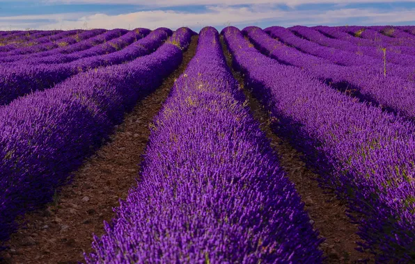 Summer, flowers, lavender, plantation, lavender field