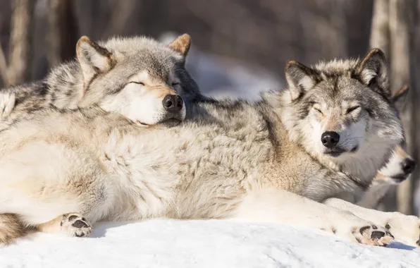 Nature, predator, animal, wolf, wildlife, portrait, portrait., Canis lupus. face