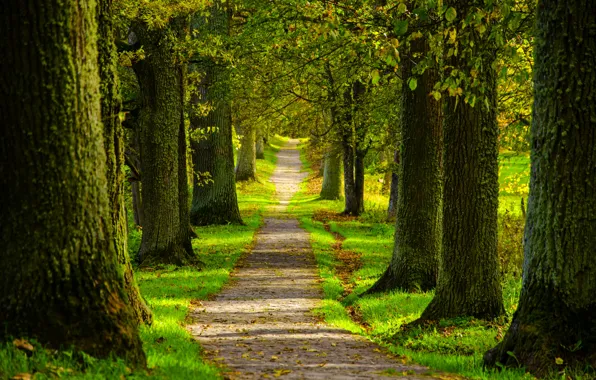 Road, forest, trees, nature, Park, spring, forest, road