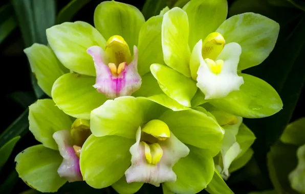 Picture macro, green, Orchid