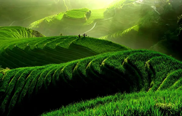Greens, summer, landscape, nature, Asia, rice fields