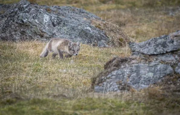 Predator, hunting, Fox, creeps