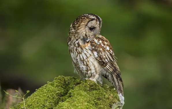Picture owl, bird, moss, green background