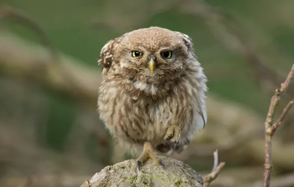 Look, branches, owl, bird, stone, foot, owl, sychik