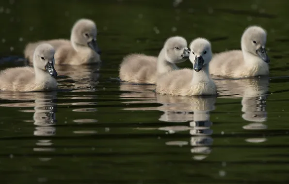 Picture the dark background, bird, baby, swans, Chicks, pond, swimming, flock