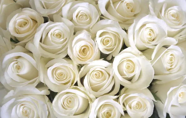 White, roses, rose white