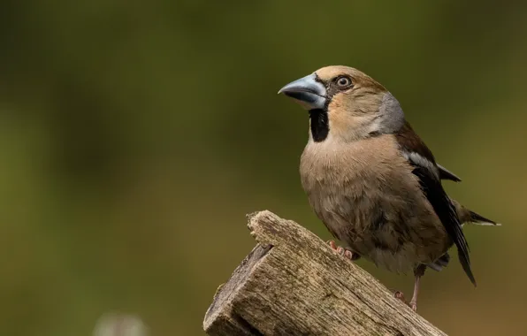 Picture bird, column, Grosbeak