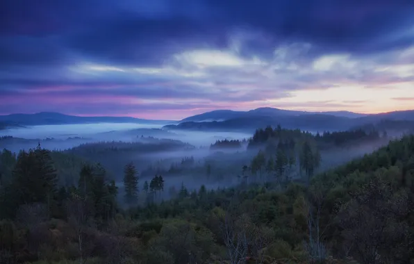 Forest, fog, hills, sunrise, mist, scotland, trossachs