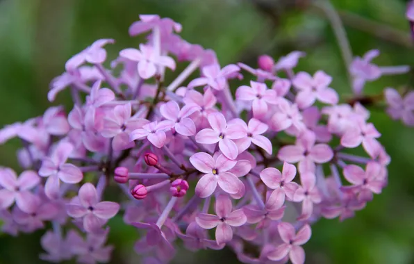 Macro, flowers, spring, flowering, lilac, inflorescence, blooming lilacs